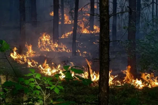 Uwaga na upały i ryzyko pożarów lasów – sprawdzaj mapy zagrożenia