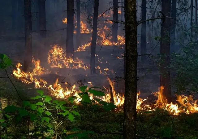 Uwaga na upały i ryzyko pożarów lasów – sprawdzaj mapy zagrożenia