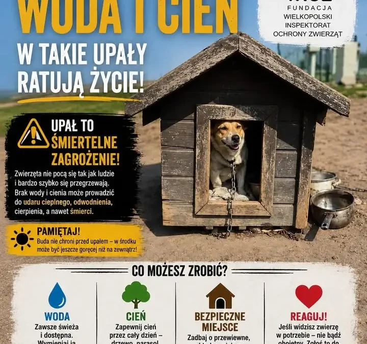 Upały śmiertelnie groźne dla zwierząt – jak pomóc?