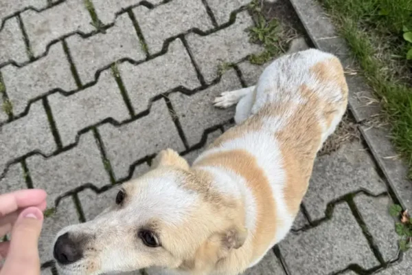 Znaleziono psa w Miłaczewie – szukamy właściciela
