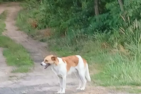Poszukiwany właściciel pieska błąkającego się w Krępie