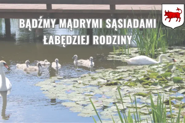 Apel o rozsądek wobec łabędziej rodziny w parku w Turku