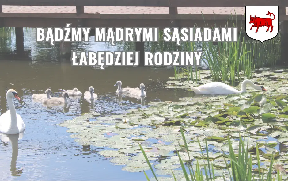Apel o rozsądek wobec łabędziej rodziny w parku w Turku