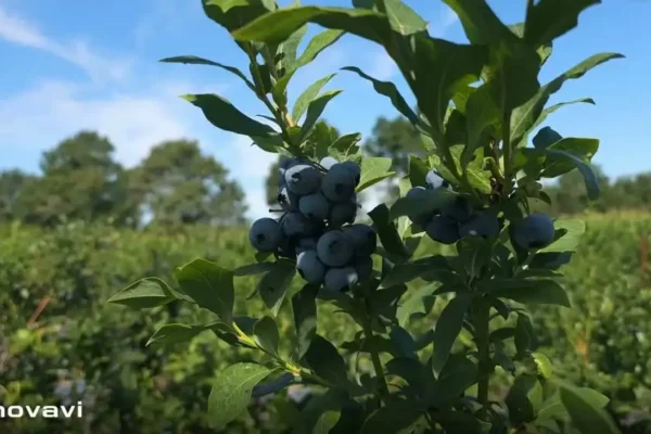 Żółty Parasol – nowy certyfikowany produkt Ziemi Tura. Borówka uprawiana bez torfu i z probiotykami