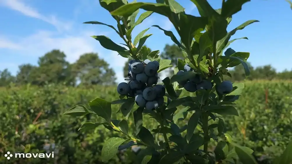 Żółty Parasol – nowy certyfikowany produkt Ziemi Tura. Borówka uprawiana bez torfu i z probiotykami