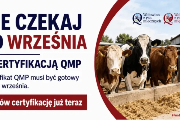 Hodowcy bydła: certyfikat QMP do 30 września, aby otrzymać dopłaty dobrostanowe