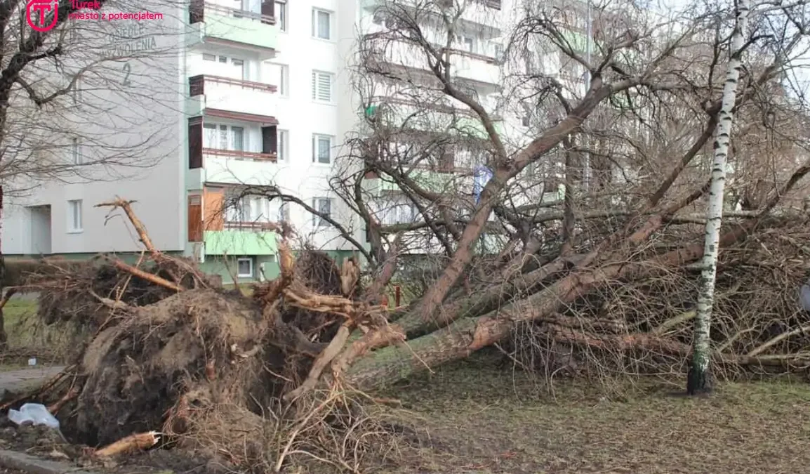 Remont ulicy na Osiedlu Wyzwolenia: dlaczego trzeba wyciąć część drzew?