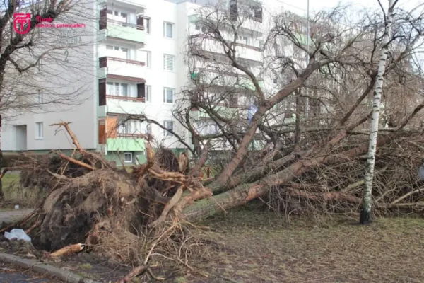 Remont ulicy na Osiedlu Wyzwolenia: dlaczego trzeba wyciąć część drzew?