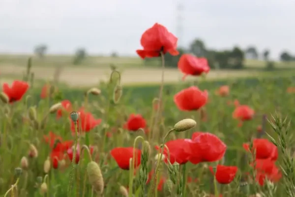 Dożynki Gminno-Parafialne w Dziadowicach już 23 sierpnia