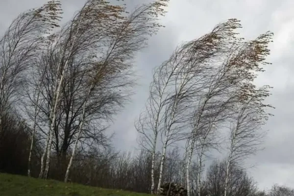 Ostrzeżenie IMGW: Silny wiatr w Wielkopolsce – porywy do 100 km/h