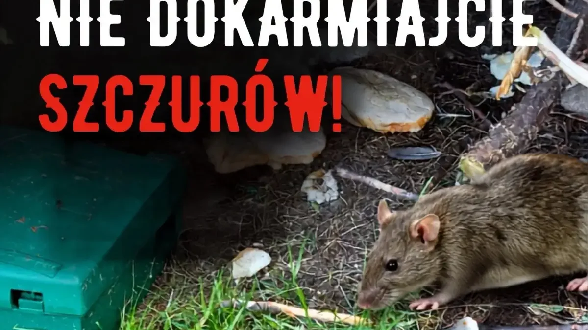 Turek: rusza deratyzacja. Miasto apeluje – nie dokarmiajmy szczurów